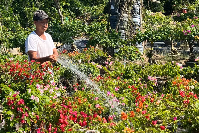 Nghệ nhân Nguyễn Văn Màu trồng hoa giấy bán trong dịp Tết.