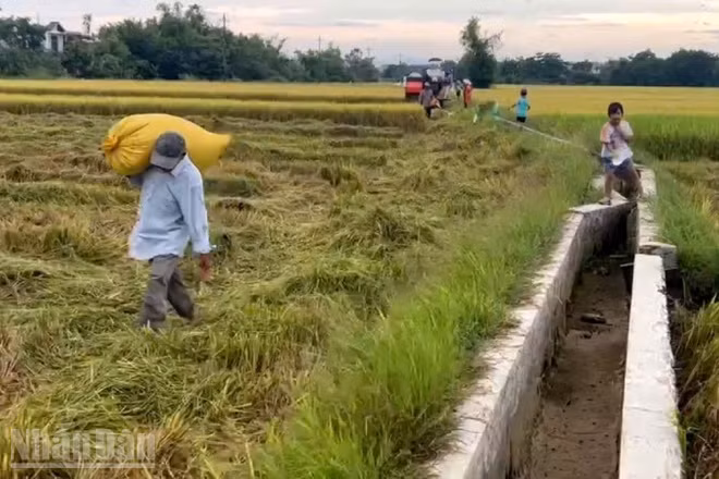 Huế kêu gọi người dân thu hoạch xong vụ hè thu trước ngày 2/9.