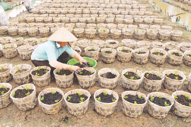 Nông dân tỉnh Đồng Tháp xuống giống hoa chuẩn bị phục vụ thị trường Tết, lễ hội.