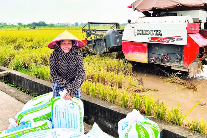 Sản lượng lúa của vùng Đồng bằng sông Hồng góp phần bảo đảm an ninh lương thực.