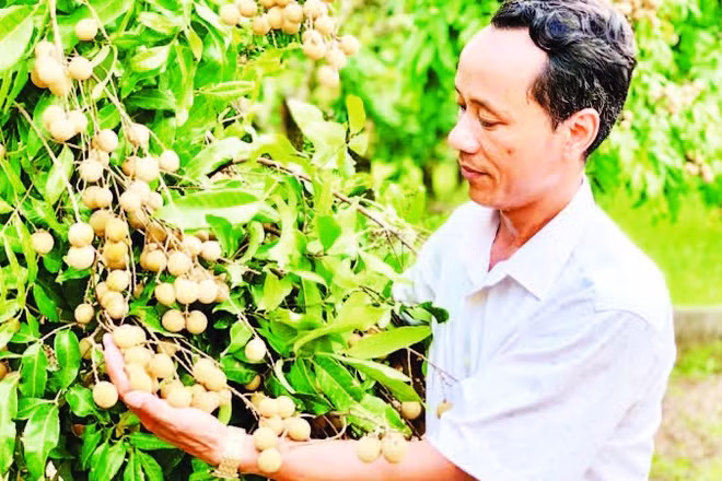 Gia đình anh Phạm Đức Long, xã Khoái Châu trồng và chăm sóc nhãn theo quy trình VietGAP.