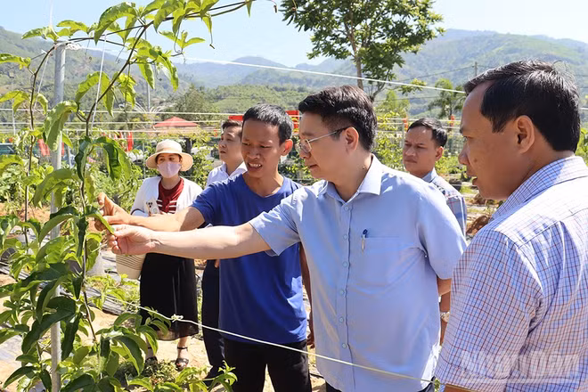 Chính sách hỗ trợ doanh nghiệp đầu tư vào nông nghiệp, nông thôn là đòn bẩy thiết yếu để Quảng Ngãi chuyển đổi nền nông nghiệp manh mún sang sản xuất hàng hóa quy mô lớn, ứng dụng công nghệ cao và phát triển bền vững.