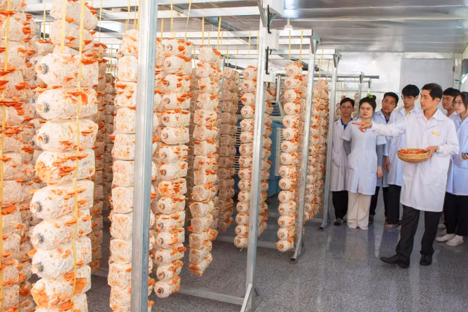 Sinh viên tìm hiểu, nghiên cứu mô hình trồng nấm vân chi đỏ tại Trường đại học Đồng Tháp.
