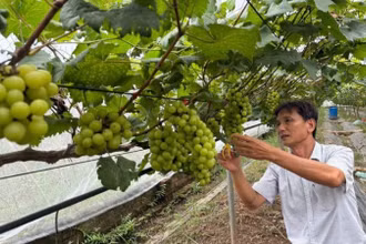 Ông Thiều Văn Thiết đang cắt tỉa nho sữa để chờ thu hoạch vào đầu tháng 8. (Ảnh: DIỆU THƯƠNG)