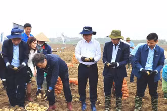Ông Nguyễn Đỗ Anh Tuấn và ông Lê Quốc Thanh cùng lãnh đạo PesciCo Foods Việt Nam, Syngenta Việt Nam tham gia Ngày hội thu hoạch khoai tây cùng bà con nông dân tại Trung tâm học thuật PepsiCo (huyện Quế Võ, Bắc Ninh).
