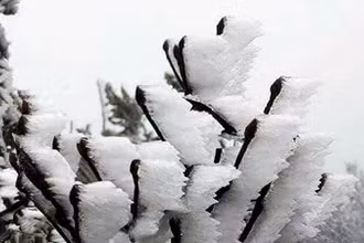 Trong đợt không khí lạnh này, vùng núi cao Bắc Bộ có khả năng xảy ra mưa tuyết và băng giá. (Ảnh minh họa)