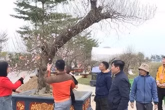 Hội chợ Hoa đào ở Triệu Sơn.