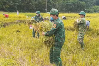 Cán bộ, chiến sĩ Đồn Biên phòng cửa khẩu quốc tế Cha Lo (Quảng Bình thu hoạch lúa cùng bà con ở bản Ka Ai.