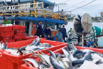 Cá về bến ở Quảng Bình.