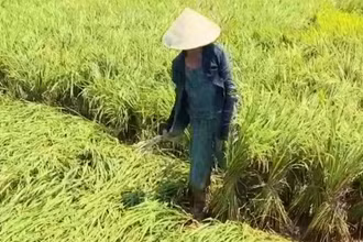 Nông dân huyện Lệ Thủy buộc lúa thành từng khóm để dựng lại.