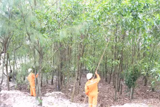 Công nhân quản lý điện khu vực ở Quảng Bình chặt tỉa cành đề phòng cây đổ, va chạm vào dây điện gây tai nạn.