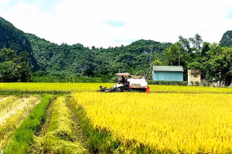 Nông dân "rốn lũ" Tân Hóa (Quảng Bình) tranh thủ trời nắng để thu hoạch lúa hè thu trước khi thời tiết chuyển mùa