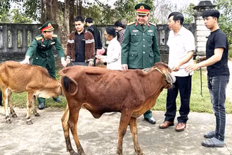 Ủy ban Mặt trận Tổ quốc Việt Nam huyện và Ban Chỉ huy Quân sự huyện Bố Trạch (Quảng Bình) tặng bò giống cho gia đình chiến sĩ mới có hoàn cảnh khó (Ảnh: LM)