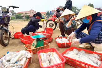 Cảnh mua bán hải sản ngay trên bến cá Cảnh Dương (Quảng Bình).