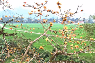 Cây gạo cỏ ở thôn 3 Thiết Sơn, xã Thạch Hóa, huyện Tuyên Hóa, tỉnh Quảng Bình tạo nên khung cảnh yên bình, đẹp mắt giữa cánh đồng quê xanh bát ngát.