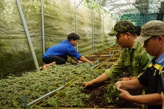 Vườn ươm bảo tồn giống sâm Ngọc Linh của tỉnh Quảng Nam. (Ảnh QUANG THỌ)