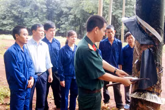 Cán bộ Công ty 75 hướng dẫn người dân địa phương cạo mủ cao-su.