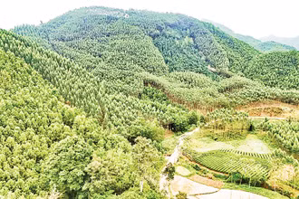 Từ năm 2022 trở về trước, tỉnh Thái Nguyên đã trồng hơn 550 ha rừng thay thế.