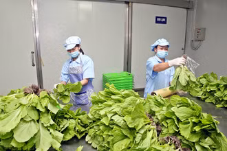 Sơ chế, đóng gói rau trồng theo phương pháp thủy canh tại nông trường VinEco Tam Đảo. (Ảnh ĐỨC AN)