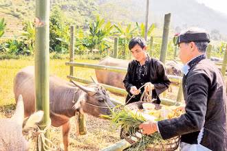Việc chuẩn bị lễ vật đặt lên đầu trâu là một công đoạn không thể thiếu trong nghi lễ Cúng hồn trâu.