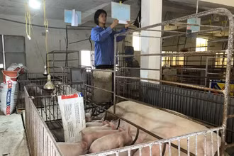 Chăm sóc đàn lợn tại Hợp tác xã Hoàng Long (huyện Thanh Oai, Hà Nội).