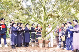 Đồng bào các dân tộc ở huyện Krông Pắc phấn khởi bước vào vụ thu hoạch sầu riêng năm 2024.
