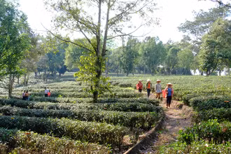 Chè ô long, một sản phẩm OCOP của xã Long Hưng, huyện Phú Riềng, tỉnh Bình Phước. 