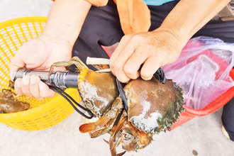 Thương lái sử dụng đèn pin soi gạch cua trước khi mua. 