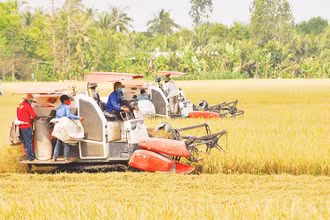 Thu hoạch lúa tại xã Hậu Mỹ Trinh, huyện Cái Bè, tỉnh Tiền Giang. (Ảnh NGUYỄN SỰ)