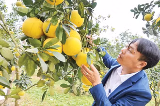 Cây bưởi giống đường La Tinh. (Ảnh HƯƠNG ĐỨC)