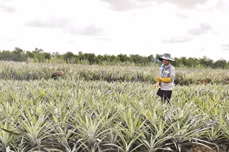 Ông Hồ Văn Oanh chăm sóc ruộng khóm tại xã Tân Lập 1, huyện Tân Phước, tỉnh Tiền Giang.