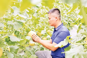 Mô hình trồng dưa lưới ứng dụng công nghệ cao, giảm chi phí sản xuất tại thôn Gốc Quéo, xã Kháng Nhật, huyện Sơn Dương (Tuyên Quang).