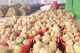 Số diện tích sầu riêng tại Đắk Nông được cấp mã vùng trồng phục vụ xuất khẩu chỉ có 644,87 ha/4.105 ha diện tích cho sản phẩm, sản lượng ước đạt 7.378,3 tấn.