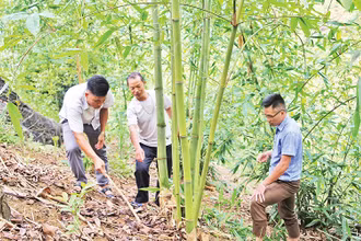 Sùng A Dê (người đeo kính) hướng dẫn người dân trong xã cách chăm sóc măng tre Bát độ.