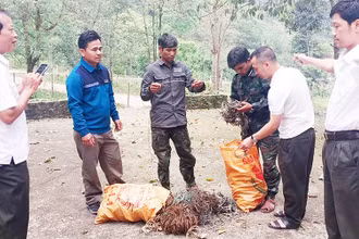 Lực lượng nhận khoán bảo vệ rừng tham gia tháo gỡ bẫy động vật hoang dã tại Khu bảo tồn thiên nhiên Đakrông.