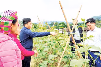 Mô hình trồng dưa liên kết tại huyện Bắc Mê mang lại hiệu quả kinh tế cao.