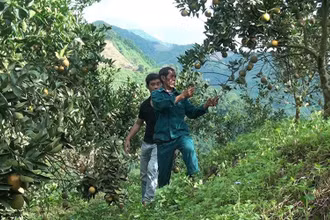 Nông dân bản Tàng Do, xã Nậm Tin chăm sóc vườn cam.