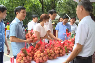 Nông dân Phù Cừ giới thiệu đặc sản vải lai chín sớm của huyện.