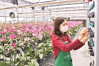 Vận hành hệ thống chăm sóc hoa lan hồ điệp tại trang trại Mê Linh F-Farm. (Ảnh Đăng Anh)