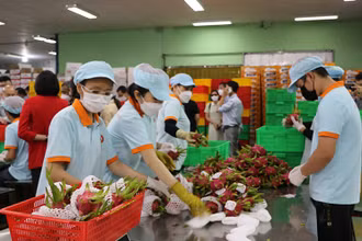 Công ty TNHH Hoàng Phát Fruit (thị trấn Tầm Vu, huyện Châu Thành, tỉnh Long An) đóng hàng xuất khẩu thanh long. (Ảnh THANH PHONG)