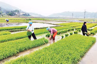 Nông dân một số địa phương gieo mạ sớm tiến hành cấy lúa xuân. (Ảnh VIẾT VINH)