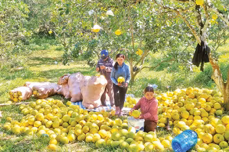 Thu hoạch bưởi ở Kim Hóa, huyện Tuyên Hóa, tỉnh Quảng Bình.