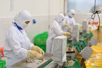 Chế biến thủy sản xuất khẩu ở Công ty cổ phần Thủy sản Cafatex (Hậu Giang). (Ảnh TRẦN QUỐC)
