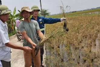 Nhiều diện tích lúa xuân không trổ bông tại xã An Tân và Hồng Dũng (huyện Thái Thụy, tỉnh Thái Bình). (Ảnh người dân cung cấp)