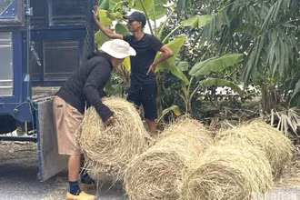 Nhiều đơn vị, cá nhân thu mua rơm cuộn trong vụ mùa năm nay ở Thái Bình. (Ảnh: Mai Tú)