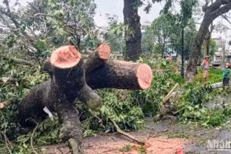 Cây đổ khắp nơi trên địa bàn thành phố Thái Bình.