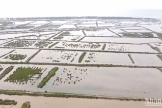 Các ô đầm ven biển khu vực cồn Vành, xã Nam Phú, huyện Tiền Hải, tỉnh Thái Bình.