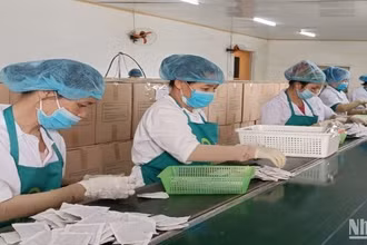 Sau tết, 100% người lao động Công ty Trà Thái Hưng (huyện Quỳnh Phụ, tỉnh Thái Bình) trở lại làm việc bình thường.