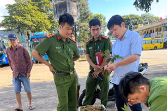 Kon Tum: Thu giữ hàng chục kg sâm nghi giả sâm Ngọc Linh