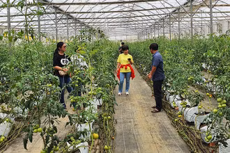 Trồng cà chua trong nhà lưới tại Ban Quản lý Khu Nông nghiệp ứng dụng công nghệ cao Măng Đen.